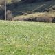 les champs de jonquilles au mezenc