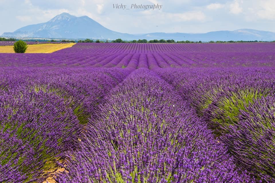 Les CHAMPS DE LAVANDE DE PROVENCE 