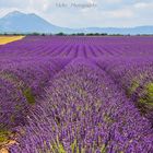 Les CHAMPS DE LAVANDE DE PROVENCE 