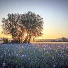 Les champs d'iris de Trets, Bouches du Rhône