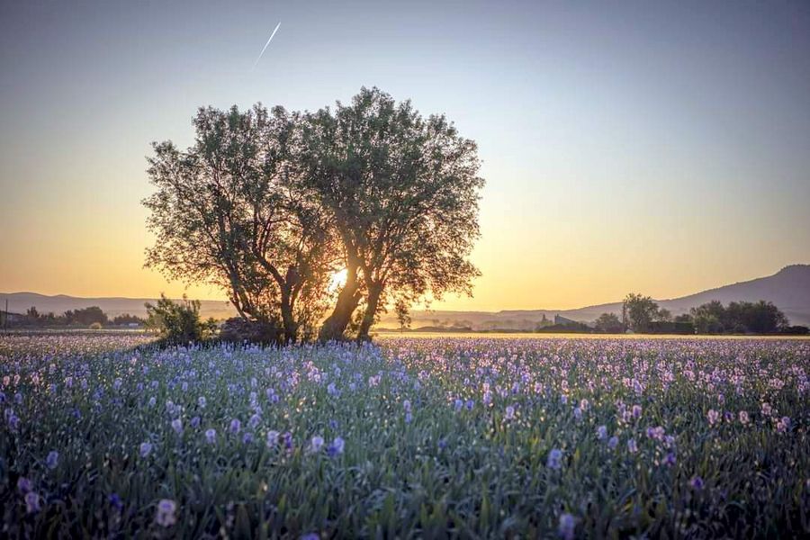 Les champs d'iris de Trets, Bouches du Rhône