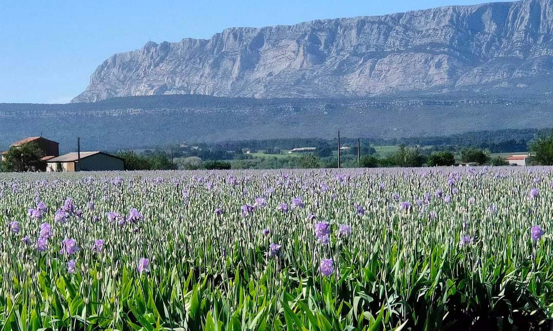 Les champs d'iris de Trets, Bouches du Rhône