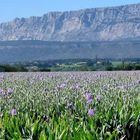 Les champs d'iris de Trets, Bouches du Rhône