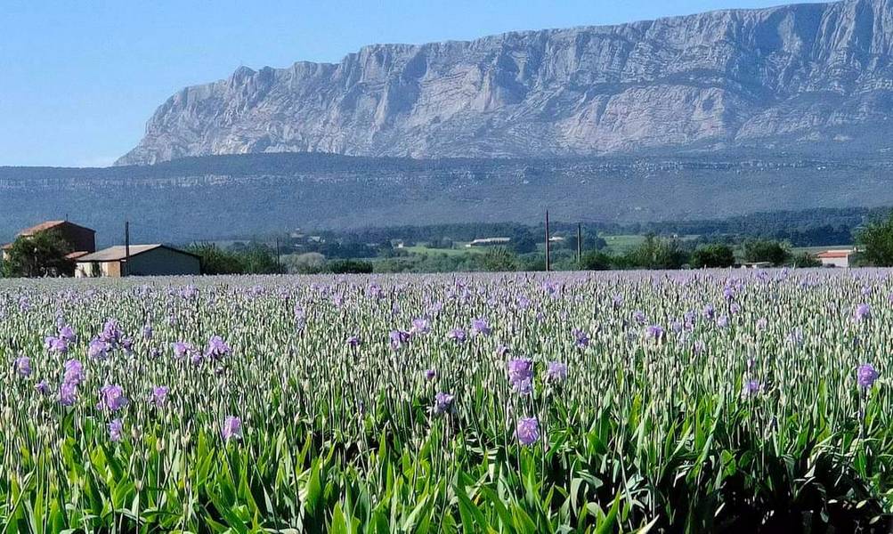 Les champs d'iris de Trets, Bouches du Rhône