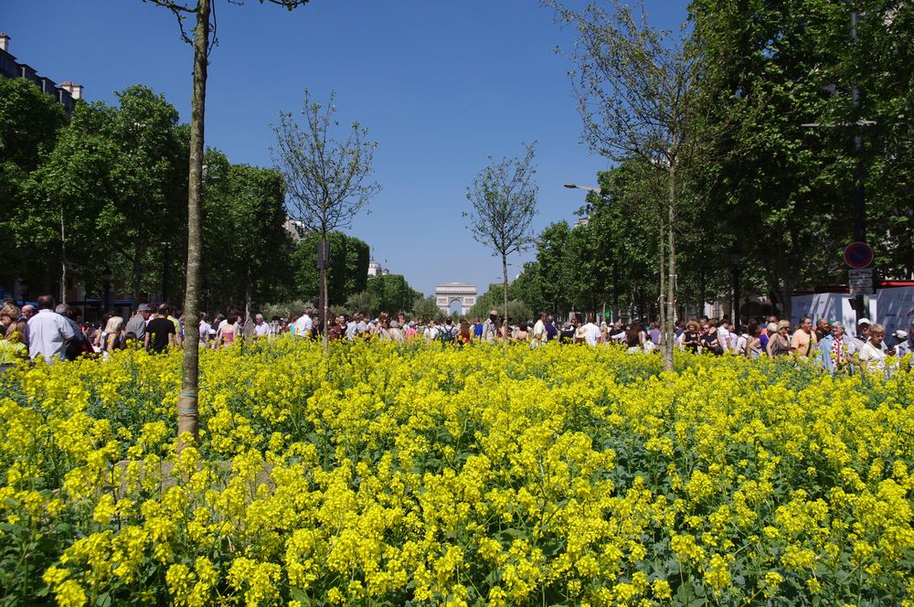 Les Champs Elysées oxygénés