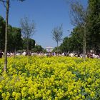 Les Champs Elysées oxygénés