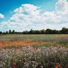 Les champs fleuris