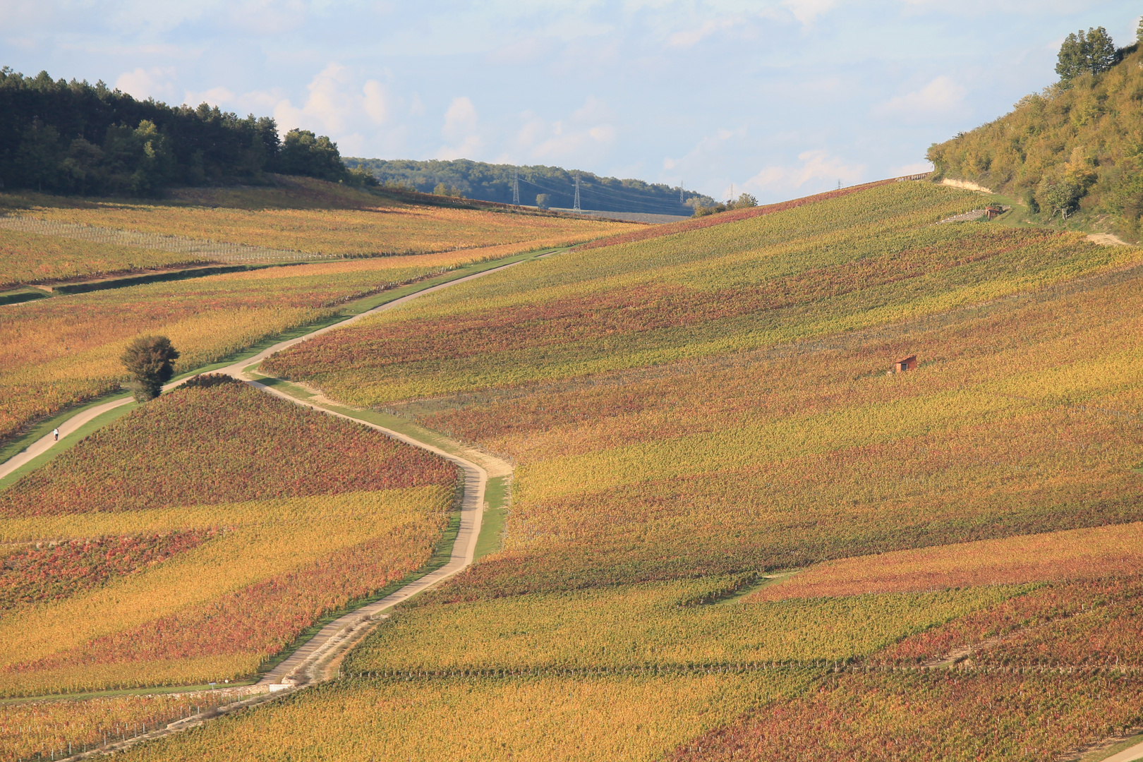 Les Champs Martins , terroir connu et réputé de Mercurey