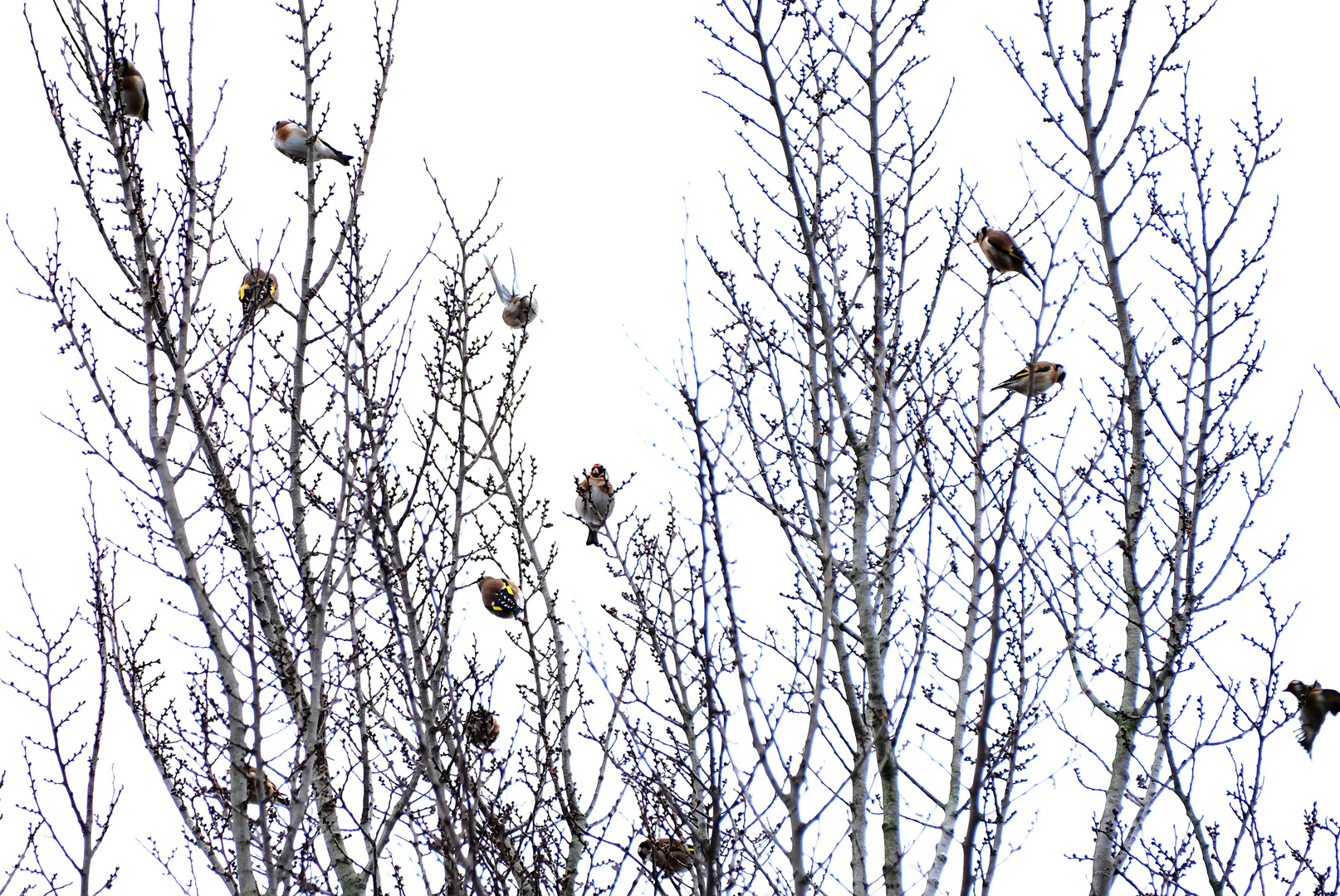 les Chardonnerets élégants