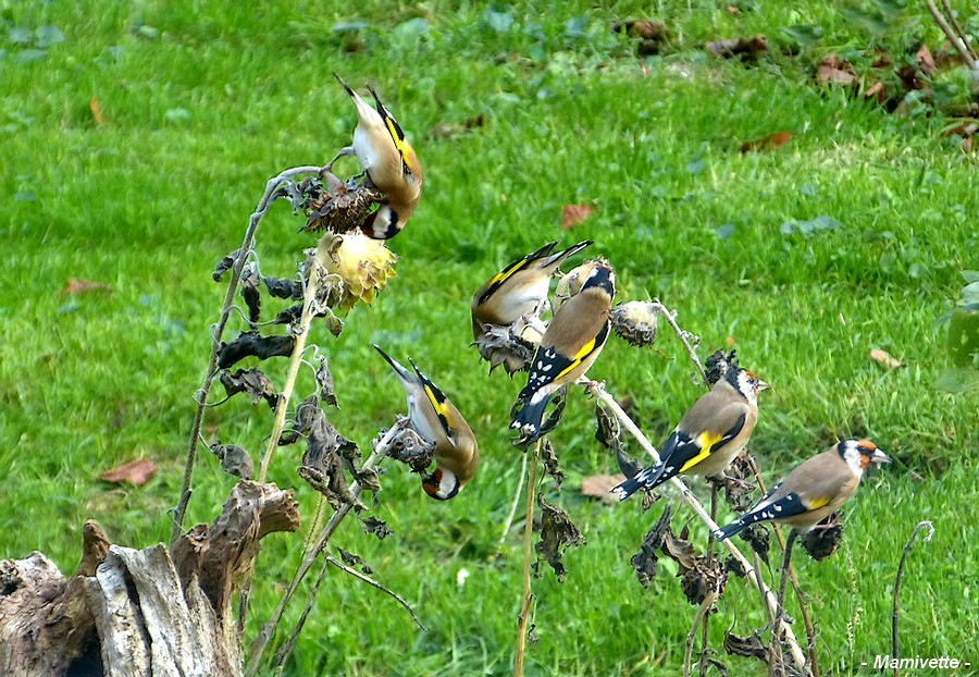 Les chardonnerets élégants