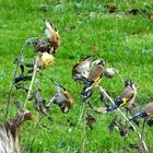 Les chardonnerets élégants