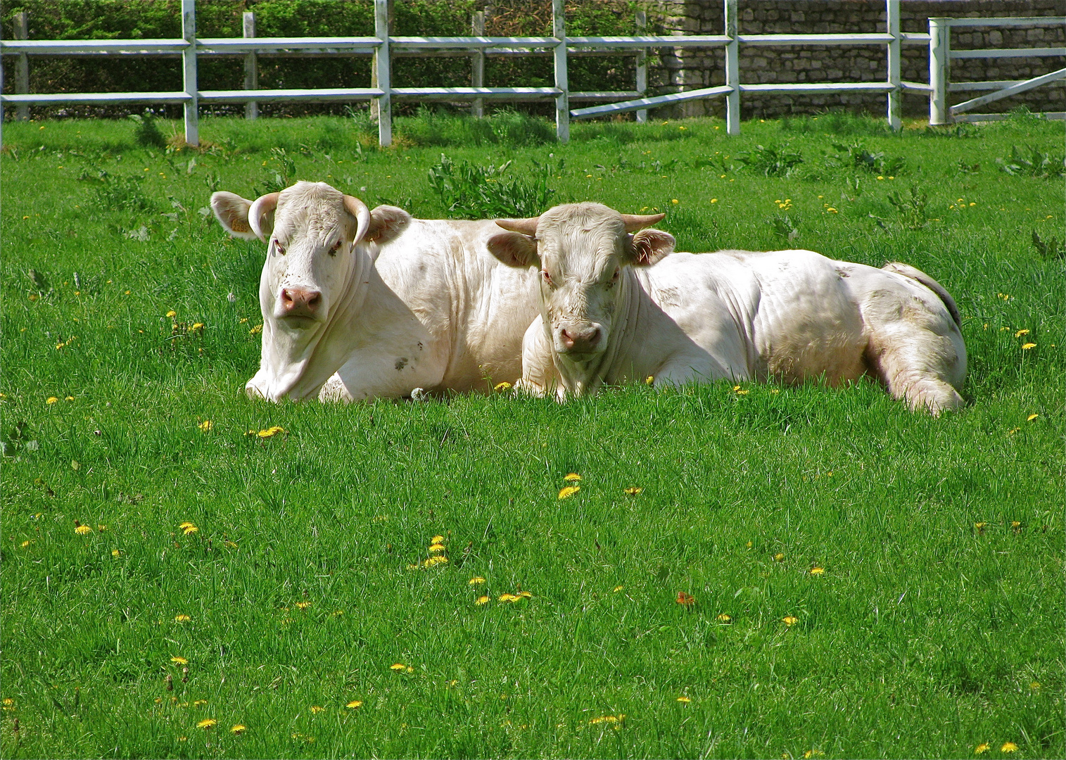 ...les charolais dans  le pré !!!..