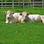 ...les charolais dans  le pré !!!..