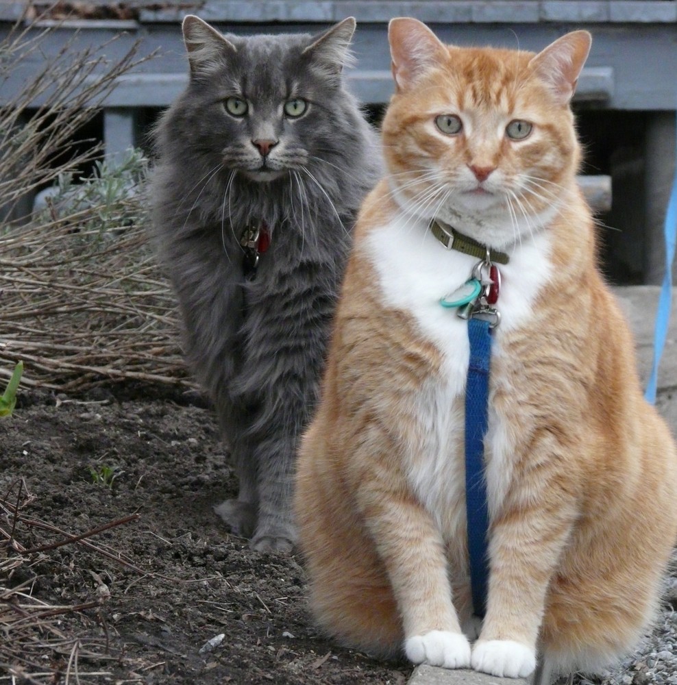 Les Chats de Madame Lachapelle