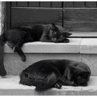 les "chats de sorcière" au repos avant ou après halloween!