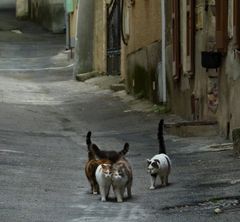 *les chats des vieilles rues*