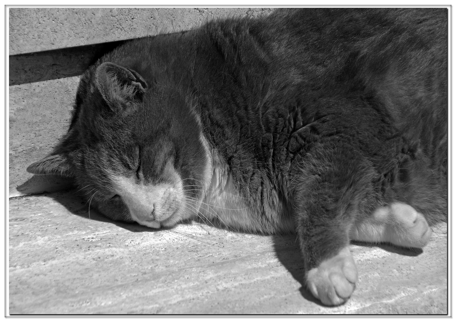 les chats rêvent-ils en noir et blanc?