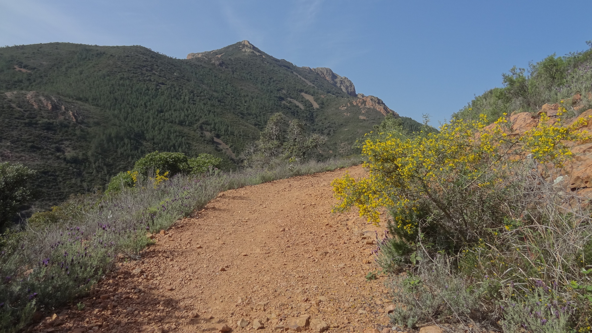 Les chemins fleuris de l'Estérel