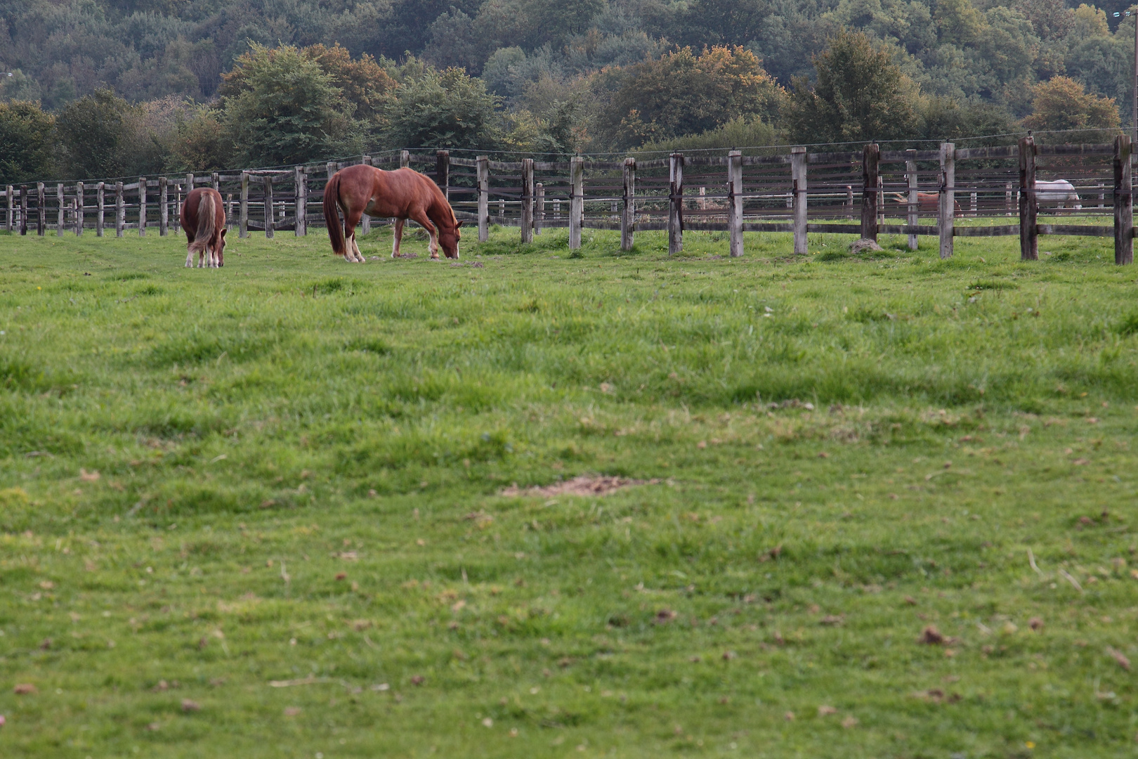 les chevaux