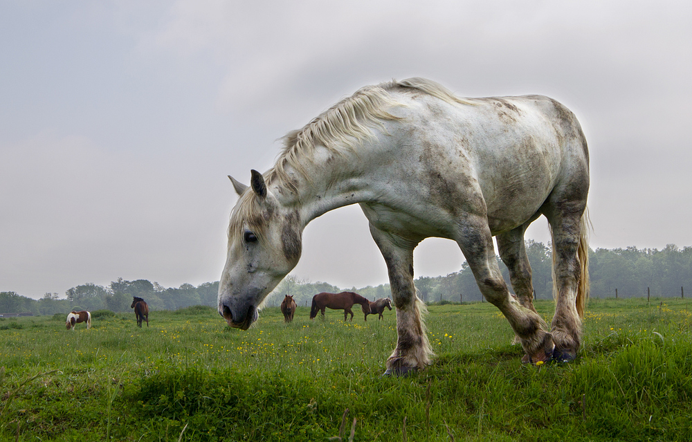 Les chevaux