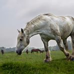 Les chevaux