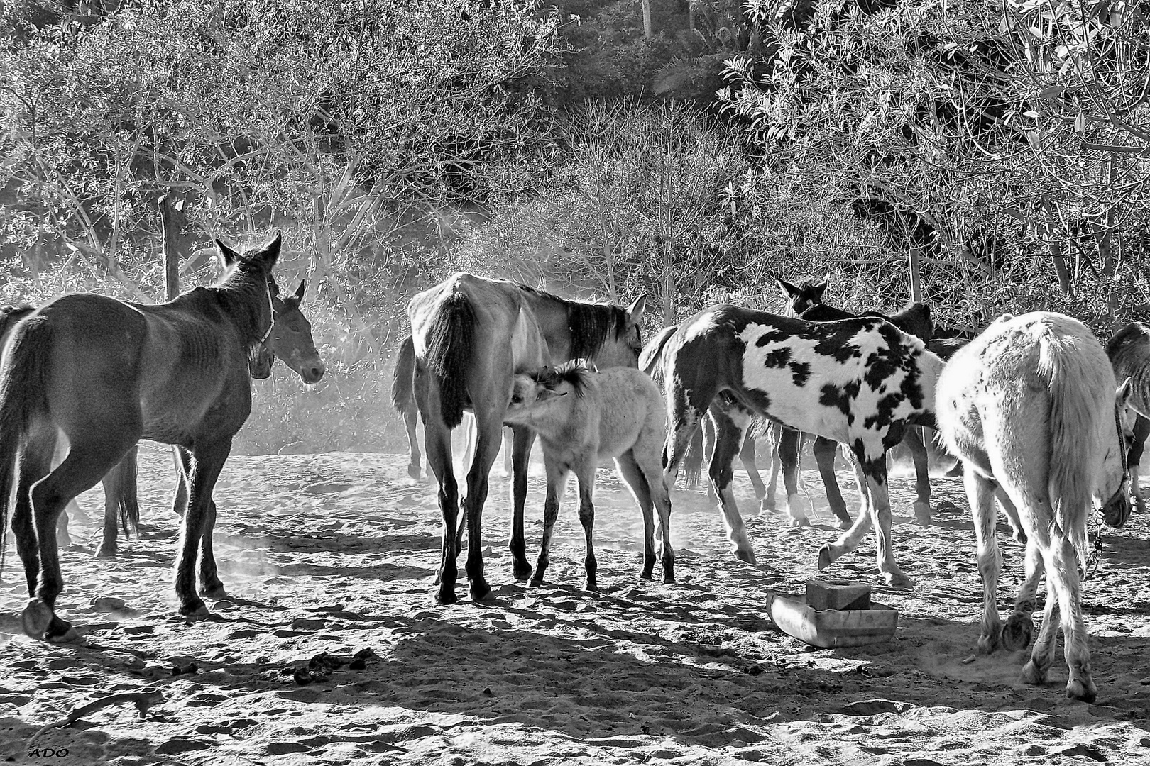 Les Chevaux