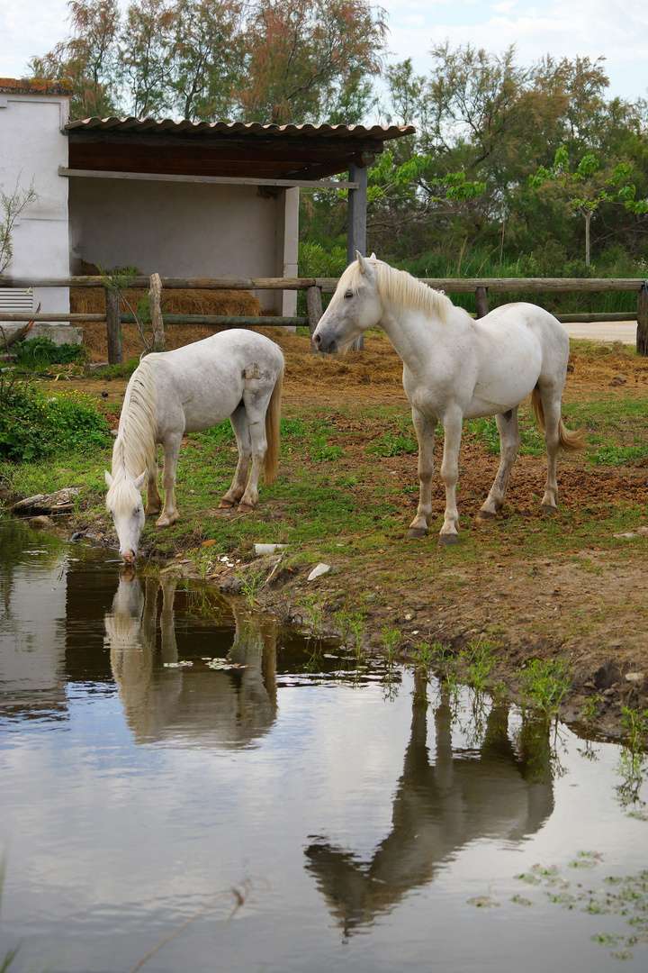 Les chevaux