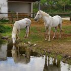 Les chevaux