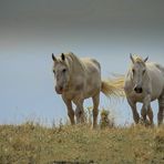 Les Chevaux