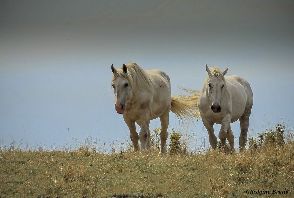 Les Chevaux