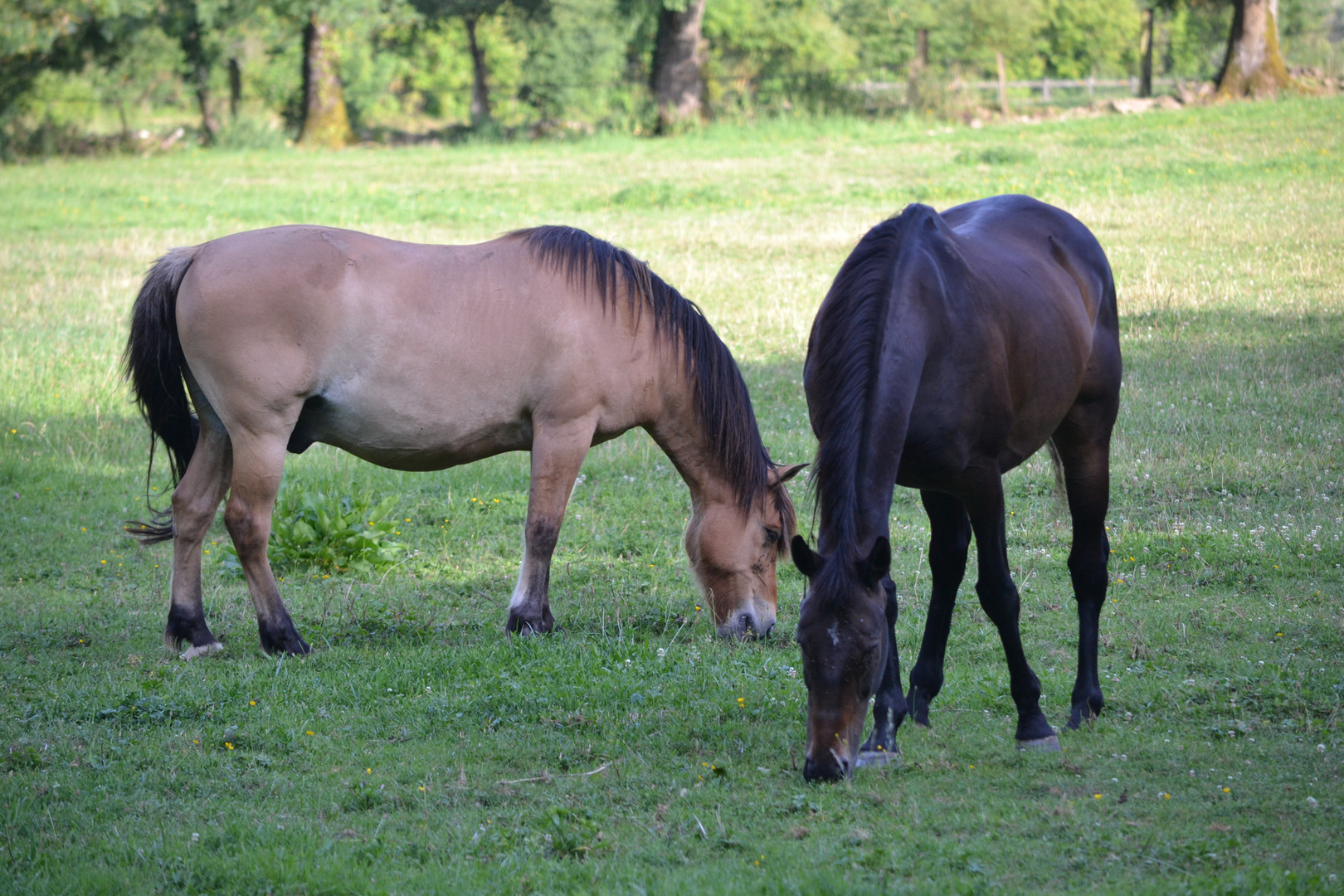 Les chevaux