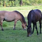 Les chevaux