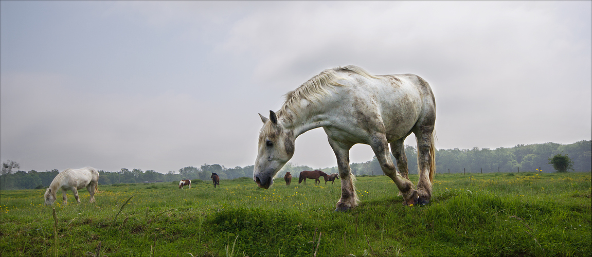 Les chevaux ***