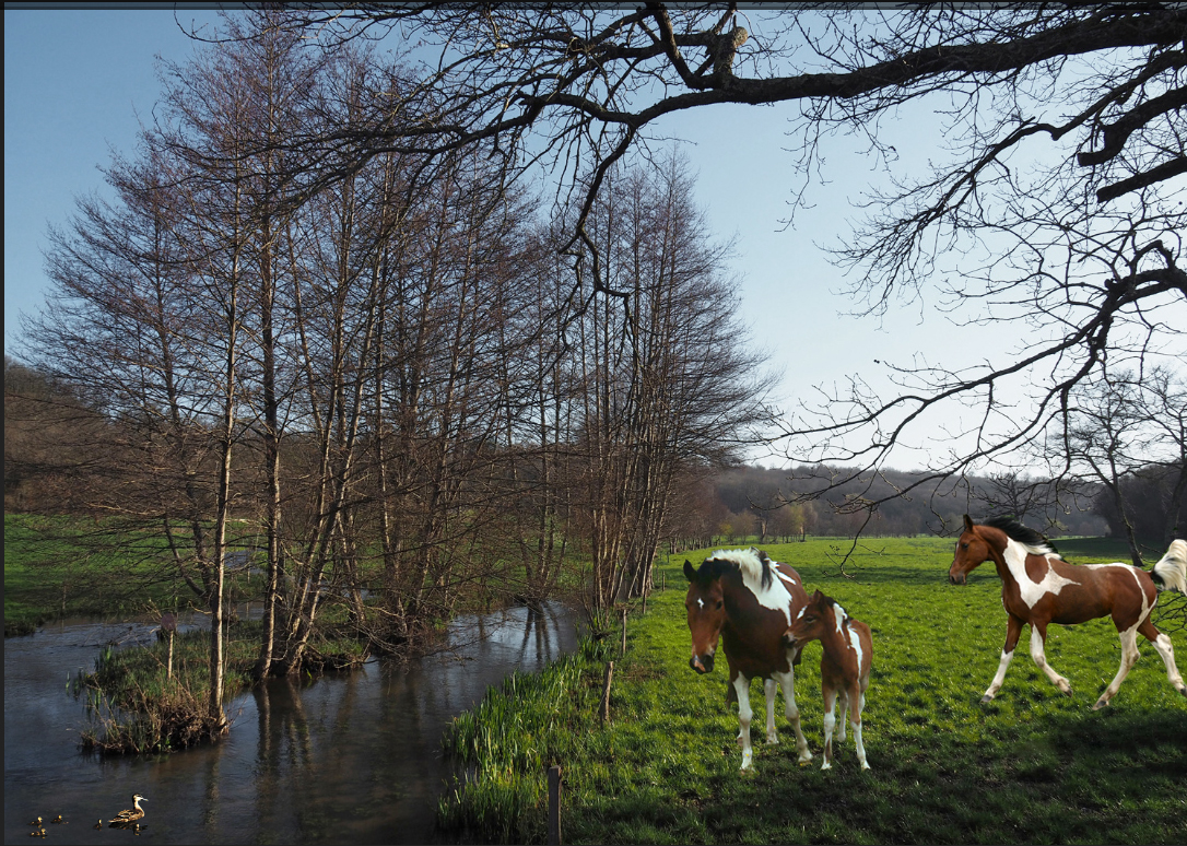 Les chevaux au champ 