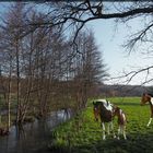 Les chevaux au champ 