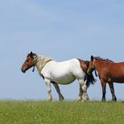 Les chevaux.... au Pays basque