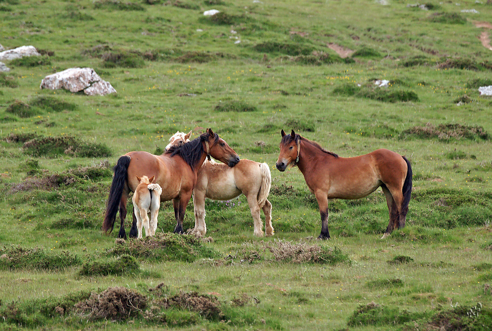 Les chevaux au Pays Basque ....