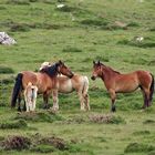Les chevaux au Pays Basque ....