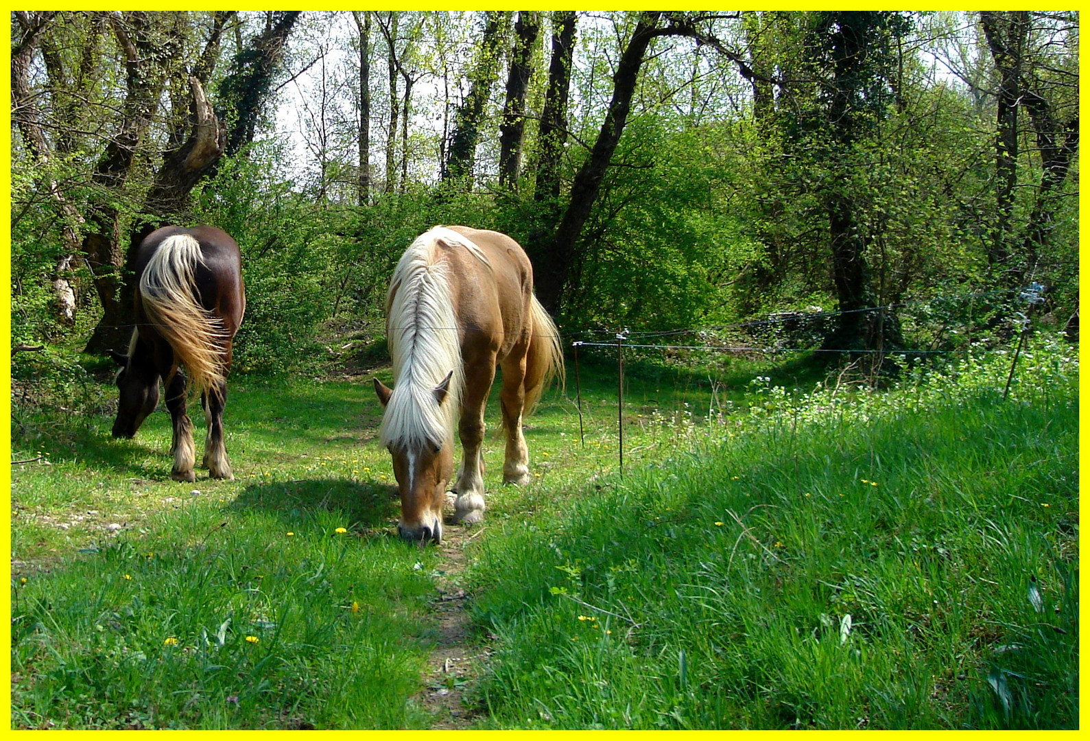 les chevaux