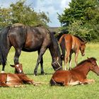 Les chevaux dans la prairie