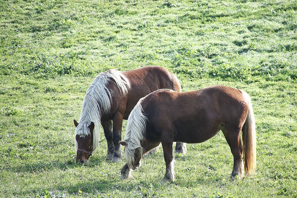 les chevaux dans le pré !