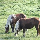 les chevaux dans le pré !