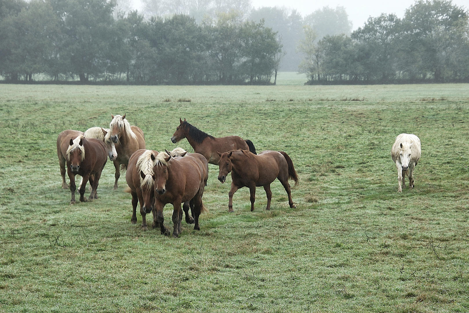 les chevaux dans le pré !