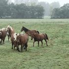 les chevaux dans le pré !