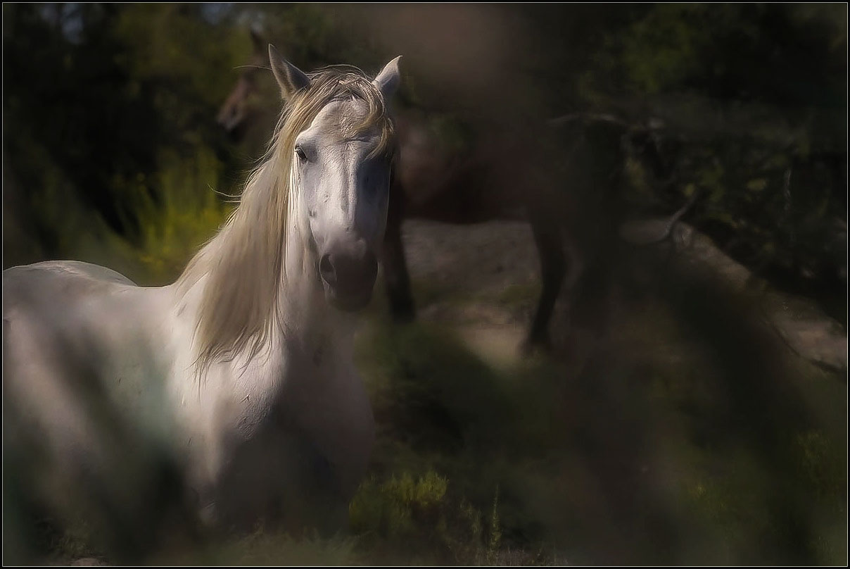 Les chevaux de camargue