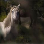 Les chevaux de camargue