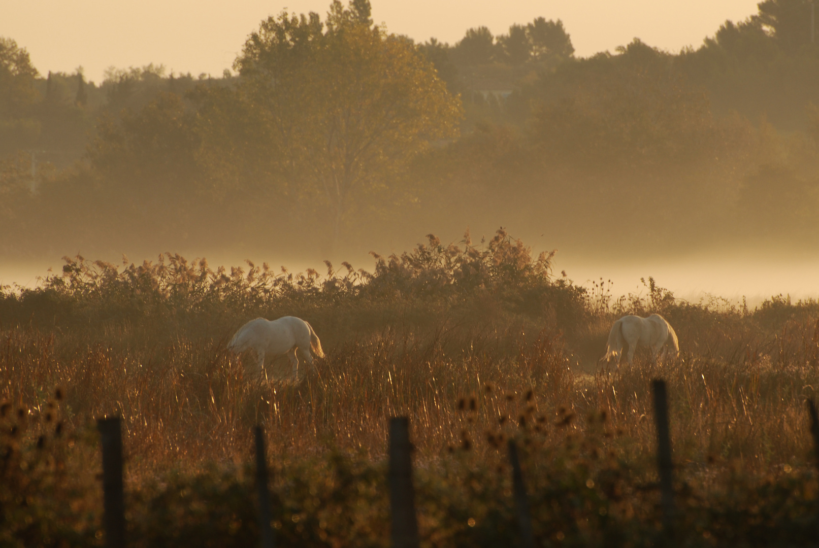 Les chevaux de Camargues au petit matin