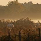 Les chevaux de Camargues au petit matin