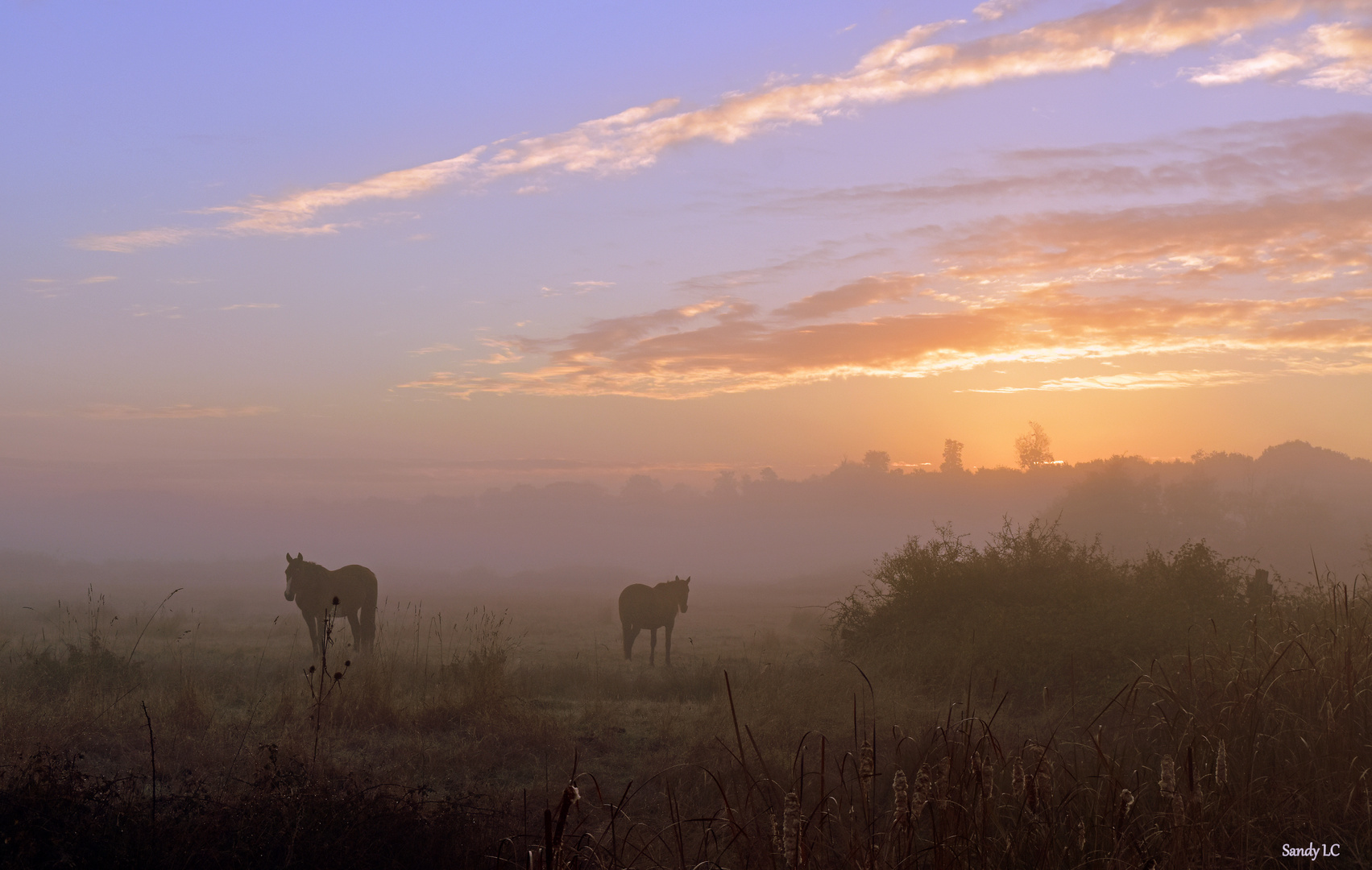 Les chevaux de la brume