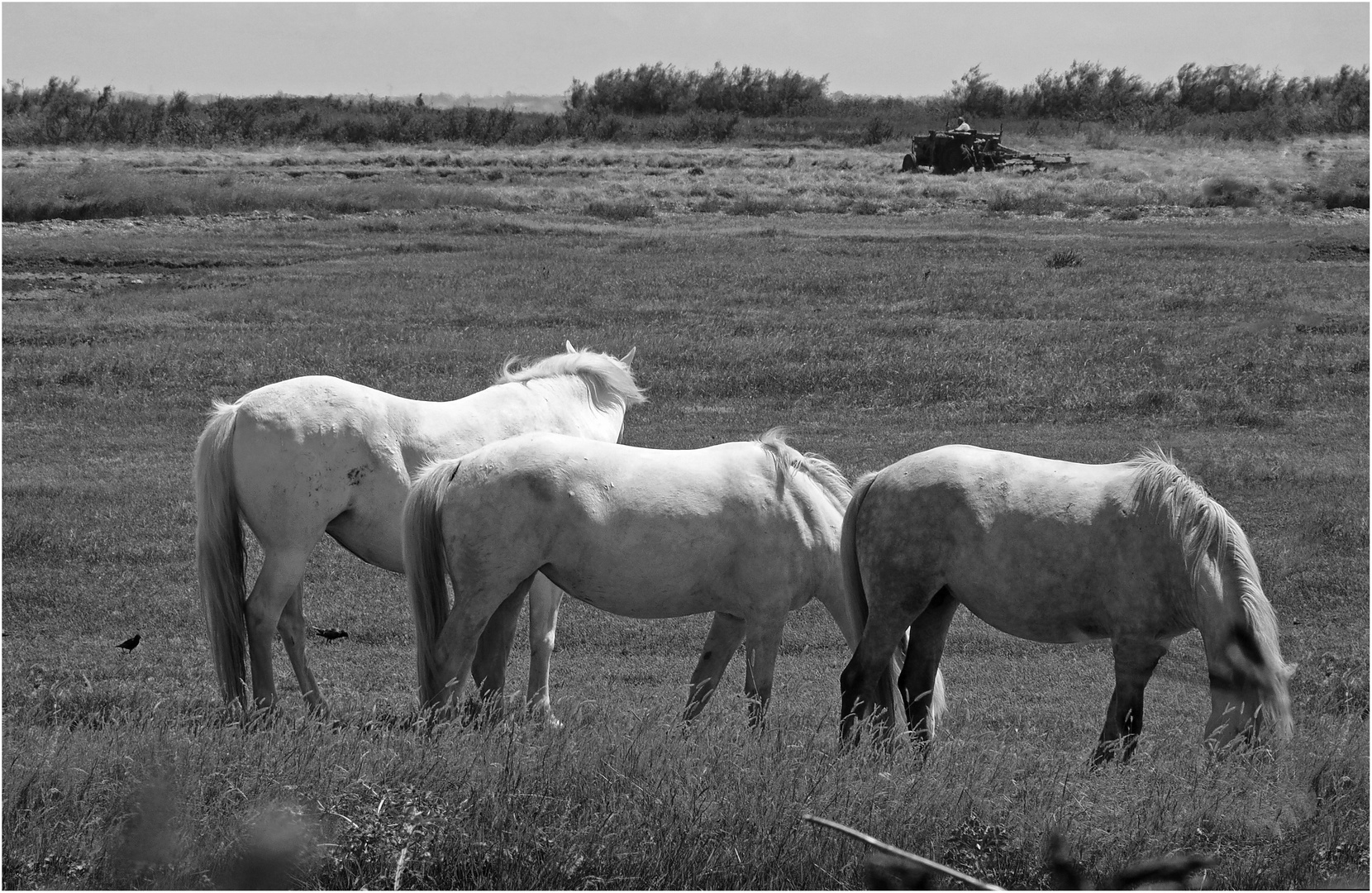 Les chevaux de la ferme aquacole